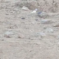 کبوتر|پرنده|پاپی, |دیوار