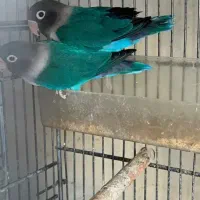 یه جفت طوطی برزیلی رنگ خاص و بازیگوش