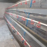 قفس مرغ تخمگذار|لوازم جانبی حیوانات|ایوان, |دیوار