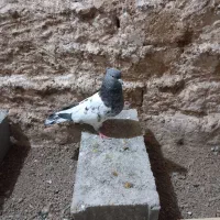 کبوتر