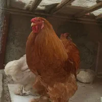 خروس برهما درشت و جوان و خوش رنگ