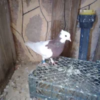 طوقی سرخ ماده