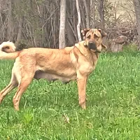 ماده سرابی نسل دار