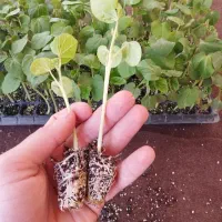 نشا بامیه دزفول