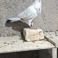 پرشی شکار و جوجه دم سفید