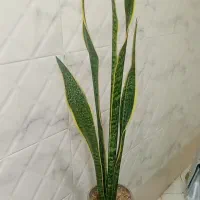 فروشی قیمت خوب