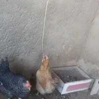 مرغ بومی|حیوانات مزرعه|خمینیشهر, |دیوار