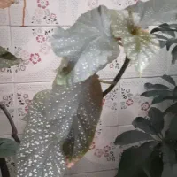 گل و گلدان|گل و گیاه طبیعی|شهرکرد, |دیوار