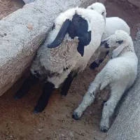 بره ماده