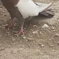 کفتر دوکت