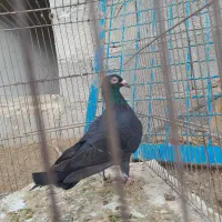 سه تاکبوتر|پرنده|شیروان (خراسان), |دیوار