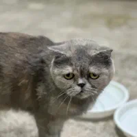 / هیمالین / اسکاتیش ماده|گربه|مشهد, مشکینی (شهرک غرب)|دیوار