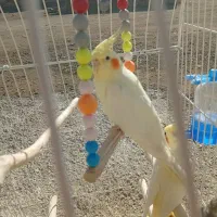 عروس هلندی