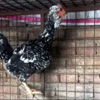 مرغ گلین با جوجه