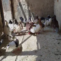 ‌۱۵تا‌صید‌پرشی‌مفت‌بیاببر‌همه‌قلدر‌بیشتر‌نر‌هستش‌