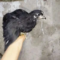 جوجه استرالوپ مشکی|حیوانات مزرعه|همدان, |دیوار