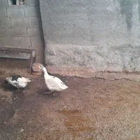 غاز|حیوانات مزرعه|دینور, |دیوار