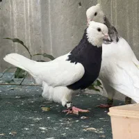 طوقی ماده مشکی