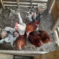 نیمچه مرغ خروس|حیوانات مزرعه|خرمشهر, |دیوار