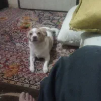 پامرین شیتزو