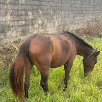 اسب مادیان آبستن|اسب و تجهیزات اسبسواری|رشت, سلیمانداراب|دیوار