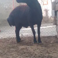 قوچ قره قزل