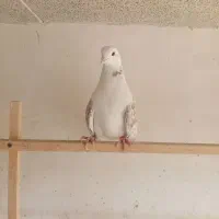 تعدادی کبوتر درجه یک|پرنده|ری, حمزهآباد|دیوار