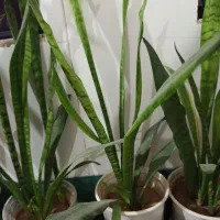 گلهای طبیعی و زیبا|گل و گیاه طبیعی|خانمیرزا, |دیوار