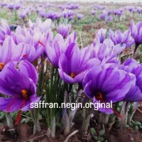 زعفران سوپر نگین درجهیک100٪|عمدهفروشی|شوط, |دیوار