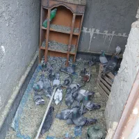 کبوتر پلاکی