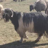 دوبر جلو رو|حیوانات مزرعه|اردل, |دیوار