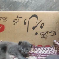 بچه گربه|گربه|تبریز, |دیوار