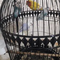 جفت کوتوله و گرینچیک مولد|پرنده|مشهد, مهدی آباد (بلوار توس)|دیوار