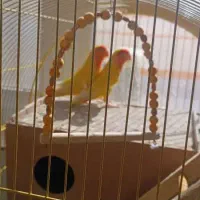 جفت عروس هلندی و کوتوله مولد و دستی|پرنده|خمینی‌شهر, |دیوار