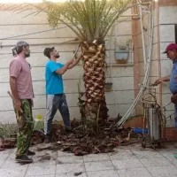 بریدن نخل قطع درخت هرس نخل سمپاشی نخل استاد نخل|خدمات باغبانی و درختکاری|اهواز, فاز ۲ پادادشهر|دیوار