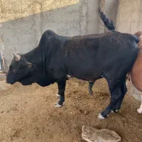 کوساله زنده