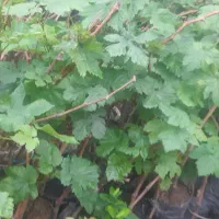 انواع نهال انگور یه ساله