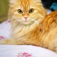 واگذاری رایگان گربه پرشین