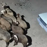 میش ابستن