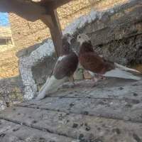 کفتر|پرنده|یزد, |دیوار
