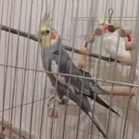 دو عدد عروس هلندی|پرنده|سنندج, |دیوار