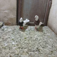 طوقی|پرنده|نظرآباد, نجم آباد|دیوار