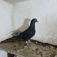 سیاه خارجی نر