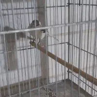 قناری سوپری کاکلی وساده|پرنده|تهران, مینای جنوبی|دیوار