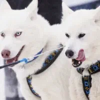 فروش. واگذاری|سگ|لار, |دیوار