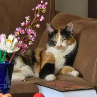 واگذاری|گربه|اصفهان, آهنگران|دیوار