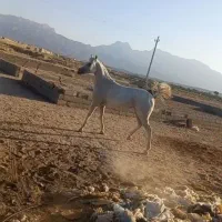 اسب عرب|اسب و تجهیزات اسب‌سواری|یزد, |دیوار