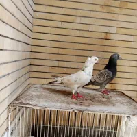 کبوتر طاوسی وتهرانی  کاکلی|پرنده|مشهد, حجاب (شهرک غرب)|دیوار