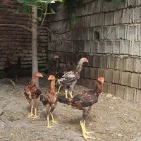 جوجه لاری اصلی افغان
