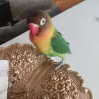 طوطی برزیلی